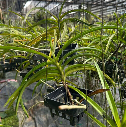 Vanda curvifolia