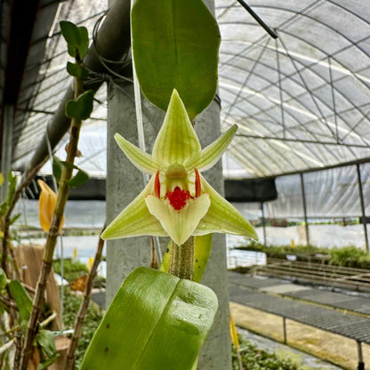 Rare Orchid Dendrobium Cruentum-  Tilgjengelig fra april 2025, kun forhåndssalg.