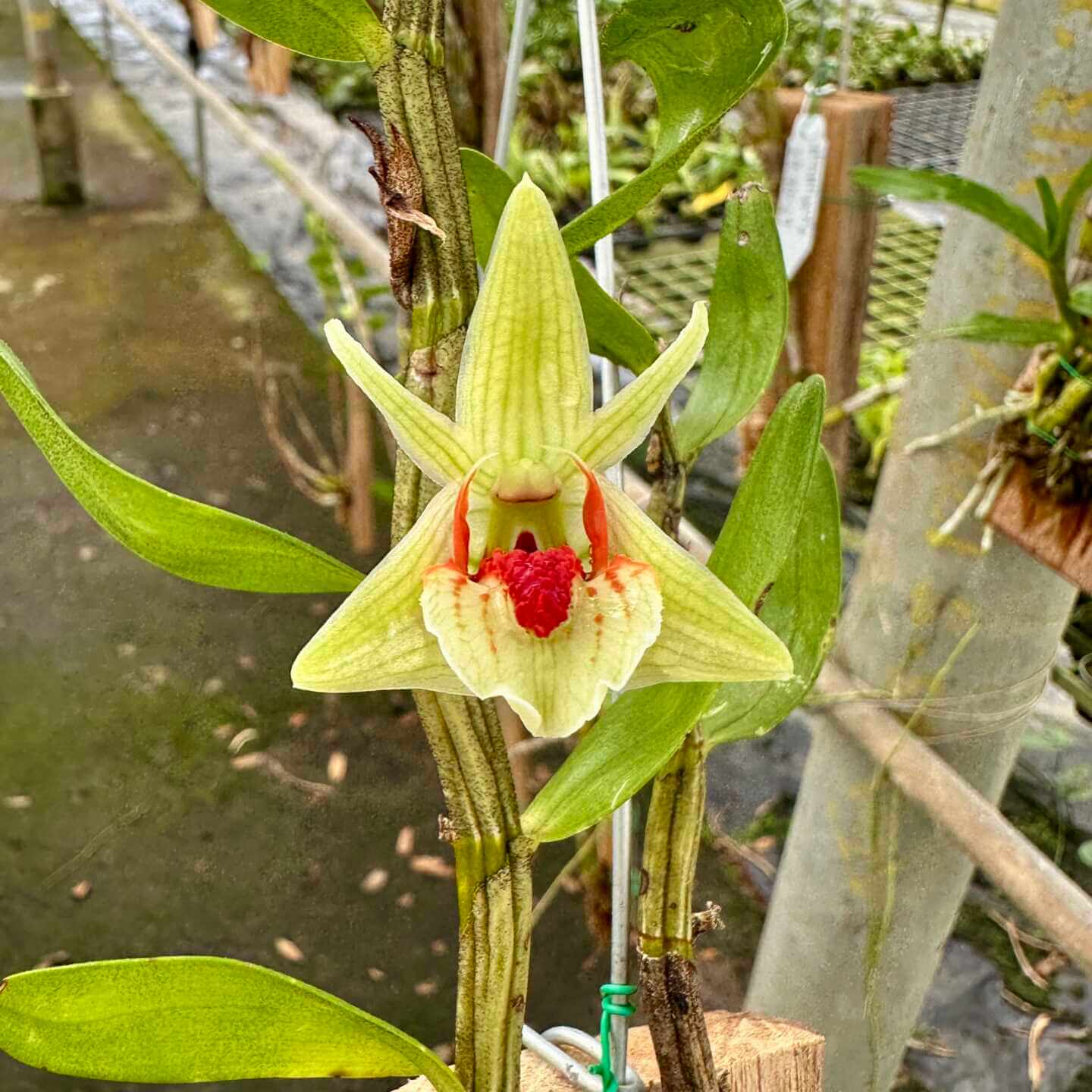 Rare Orchid Dendrobium Cruentum-  Tilgjengelig fra april 2025, kun forhåndssalg.