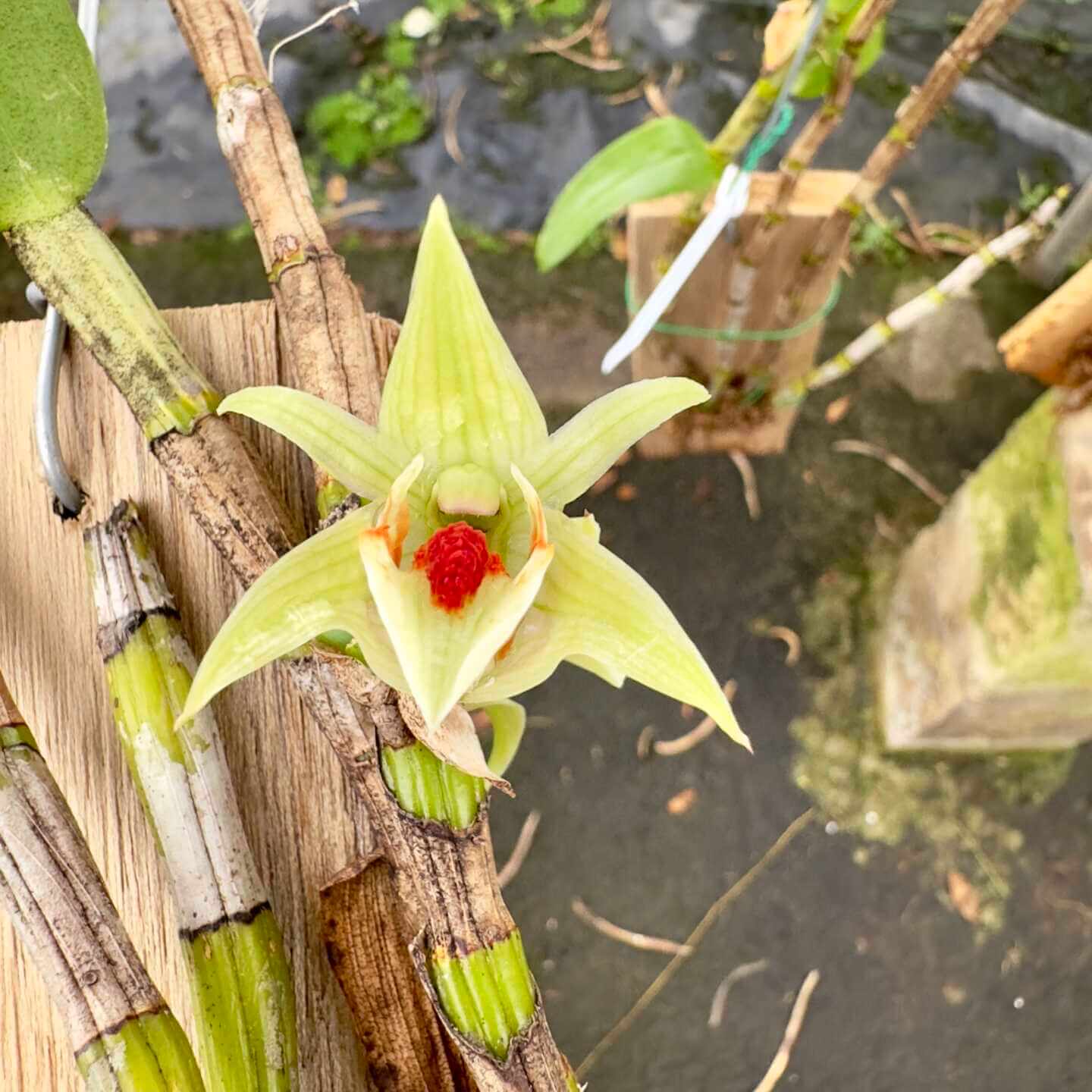 Rare Orchid Dendrobium Cruentum-  Tilgjengelig fra april 2025, kun forhåndssalg.