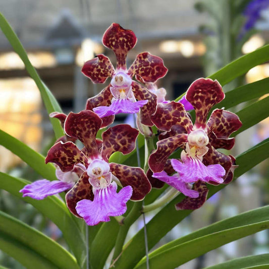 Vanda Parksorn Fragrance x Vanda Mini Palmer