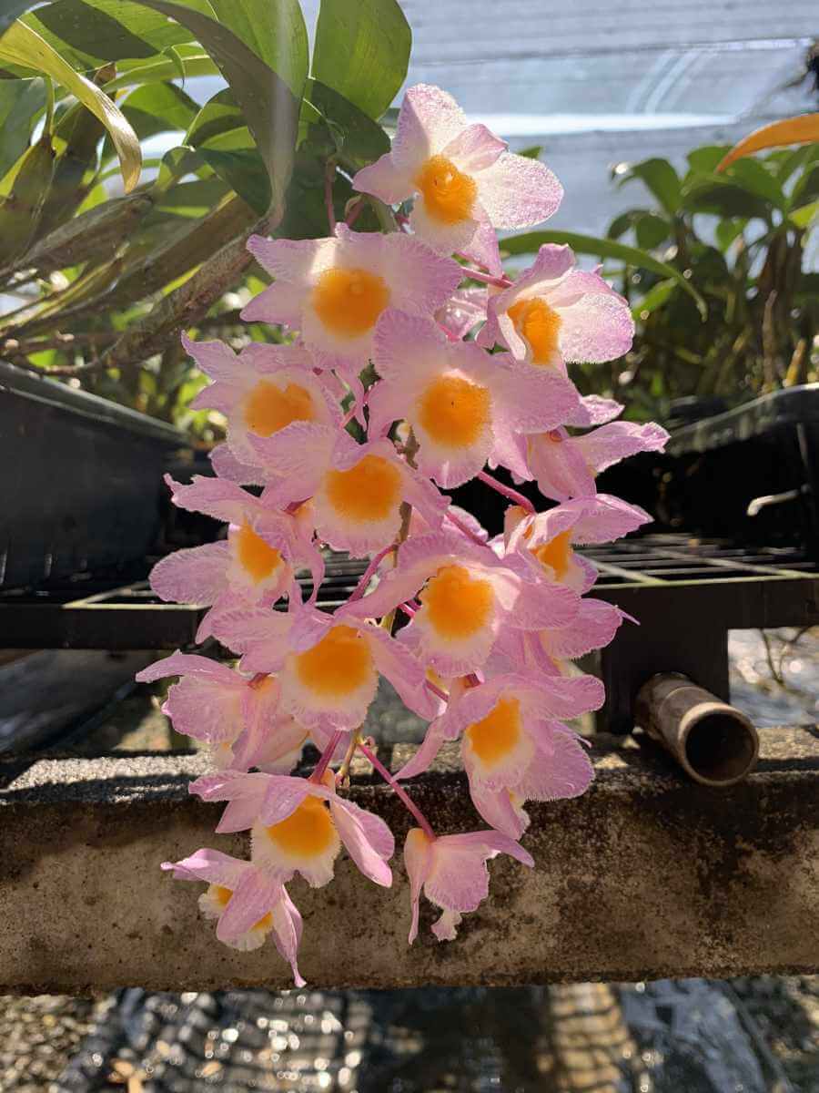 Dendrobium amabile - Medium