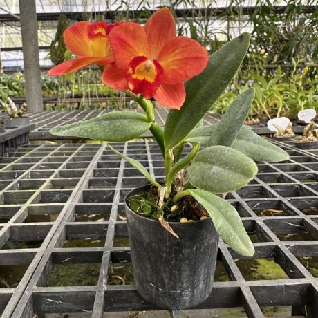 Cattleya Minibeau