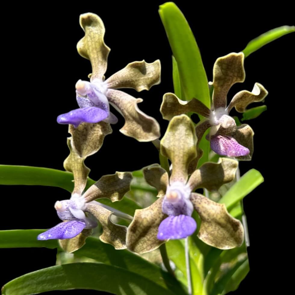 Vanda tessellata