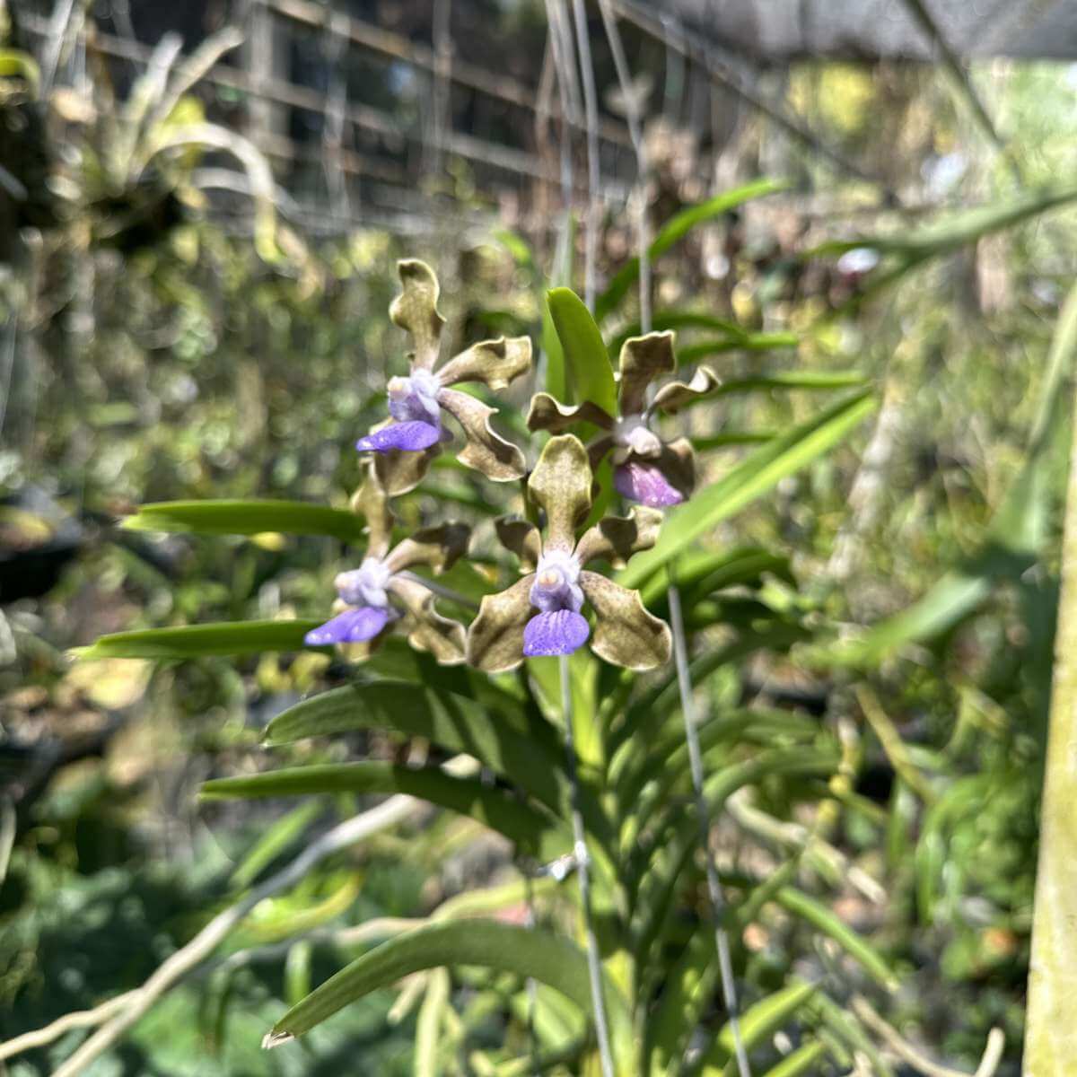 Vanda tessellata