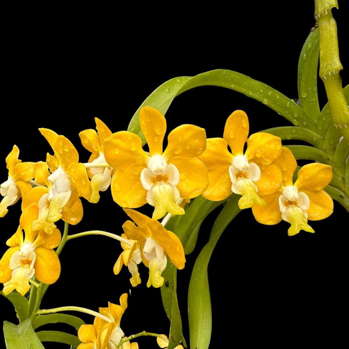 Vanda denisoniana