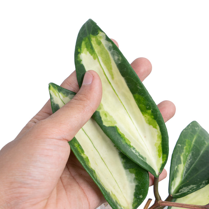 Hoya latifollia 'Queensy'