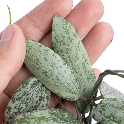 Hoya Sigillatis Silver VN-434