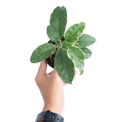 Hoya multiflora 'Albomarginata'