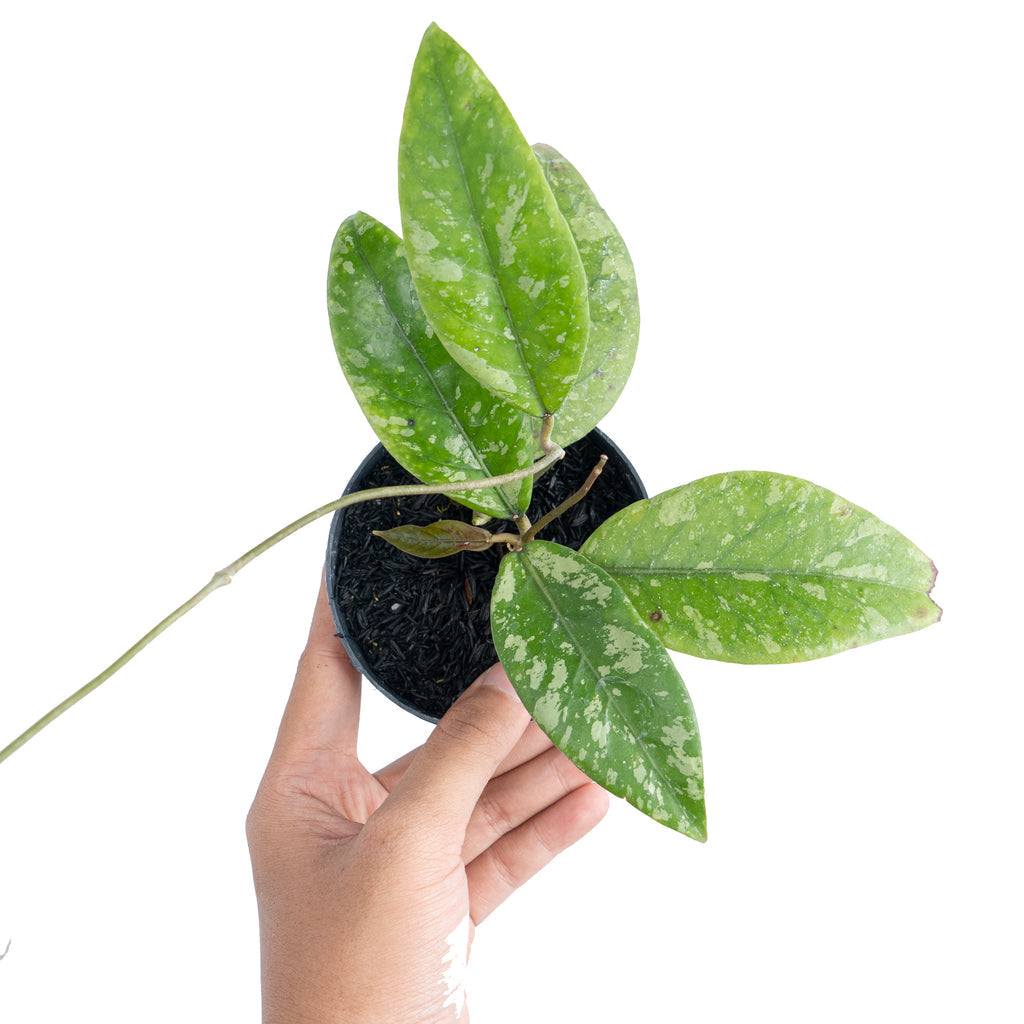 Hoya Sp Aceh 'Air Suri'