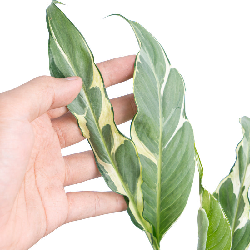 Spathiphyllum 'Hybrid Mutasjon Variegata'