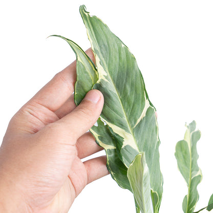 Spathiphyllum 'Hybrid Mutasjon Variegata'