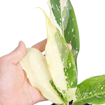 Dieffenbachia 'Narrow Albo Variegata'