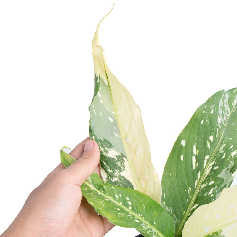 Dieffenbachia 'Narrow Albo Variegata'