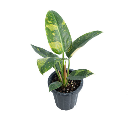 Philodendron Green Congo Marble Variegated