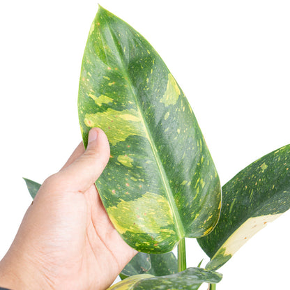 Philodendron Green Congo Marble Variegated