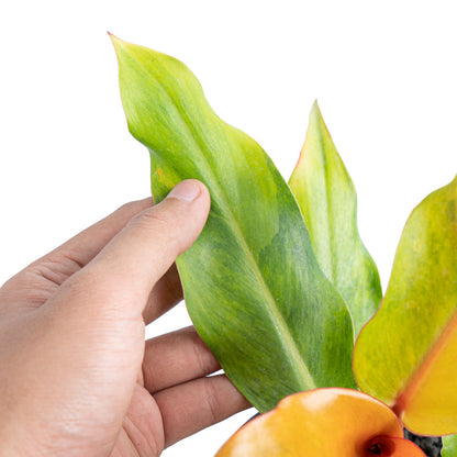 Philodendron 'Orange Marmalade Variegata'