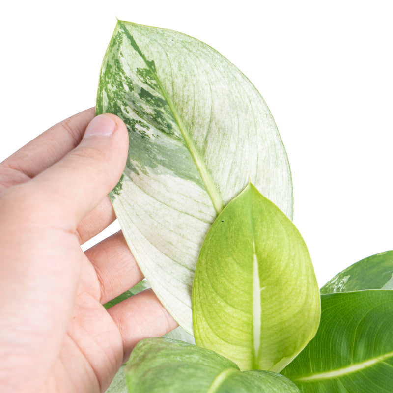 Dieffenbachia 'Round Leaf Albo Variegata'