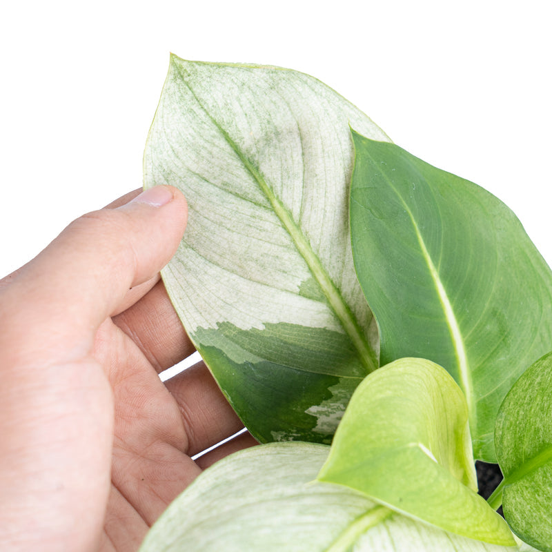 Dieffenbachia 'Round Leaf Albo Variegata'