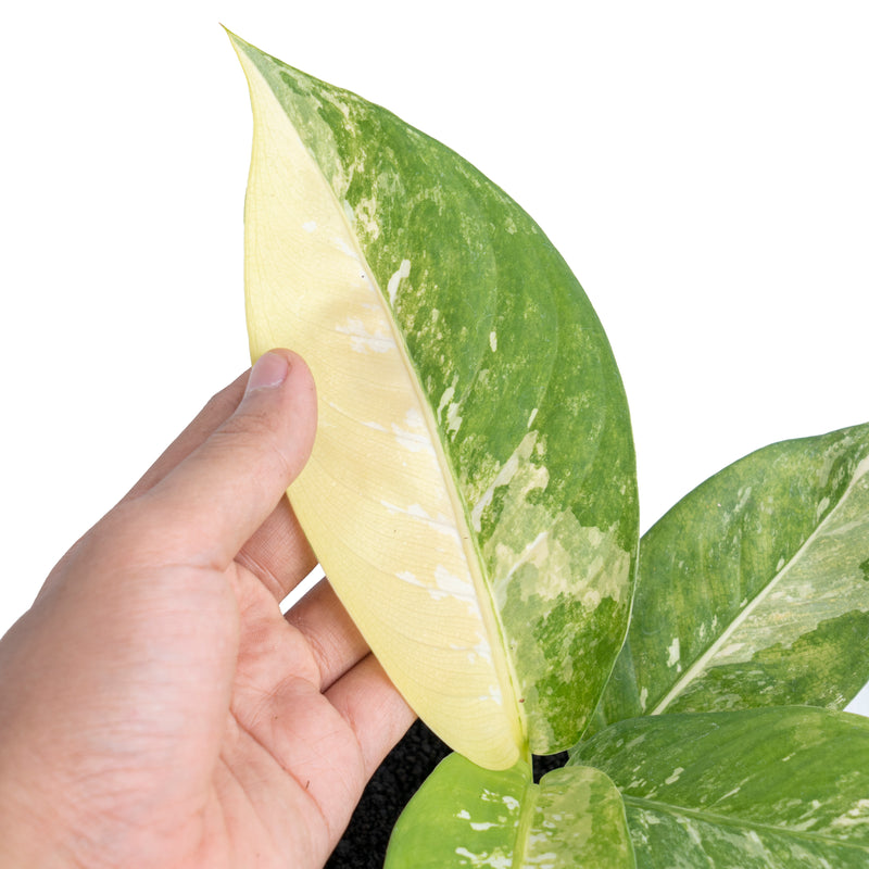 Dieffenbachia 'Aurea Variegata'