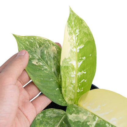 Dieffenbachia 'Aurea Variegata'