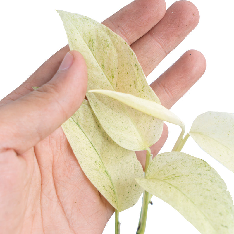 Monstera laniata 'Mint Variegata'