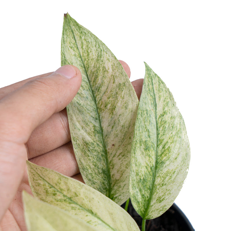 Monstera laniata 'Mint Variegata'