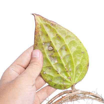 Hoya glabra Sp. Sumatera