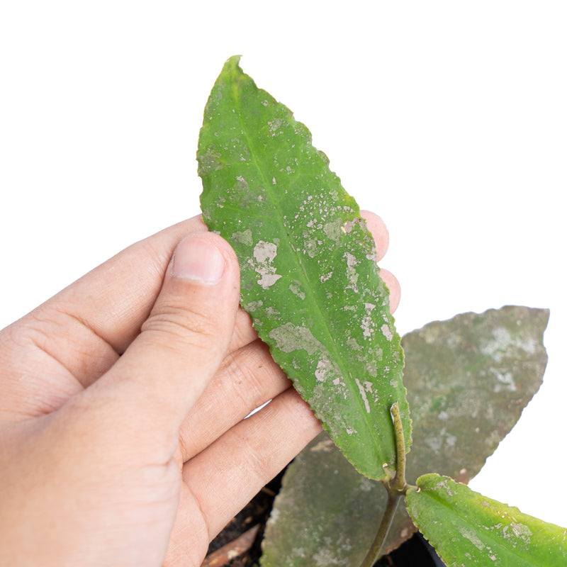 Hoya undulata Splash