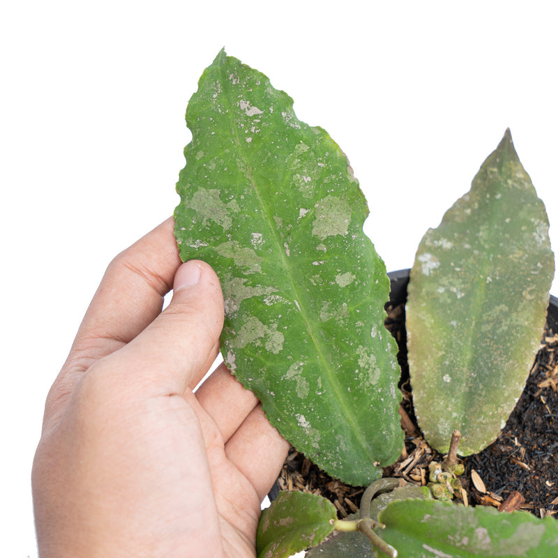 Hoya undulata Splash