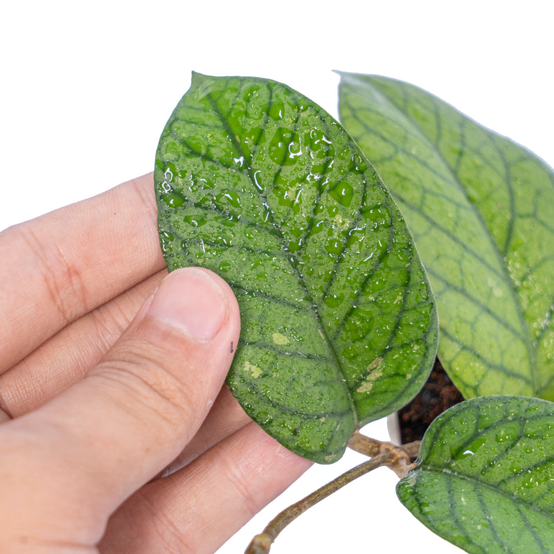 Hoya meredhitii Aceh Big leaf