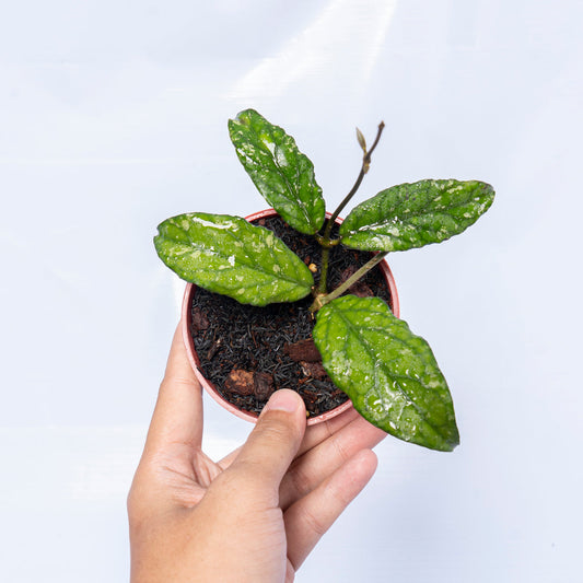 Hoya Sp Takengon