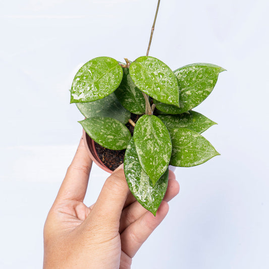 Hoya verticilata Pacitan Splash