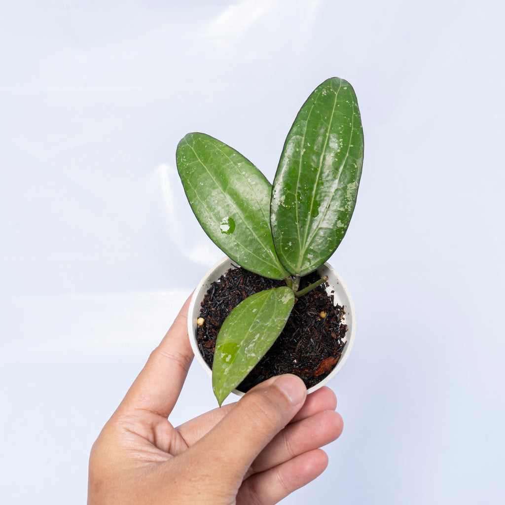 Hoya cinnamomifolia Sp. Jabar