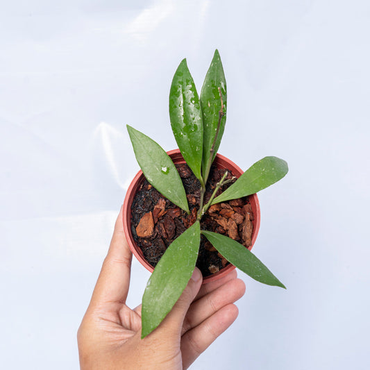 Hoya sulawesiana Small Leaf