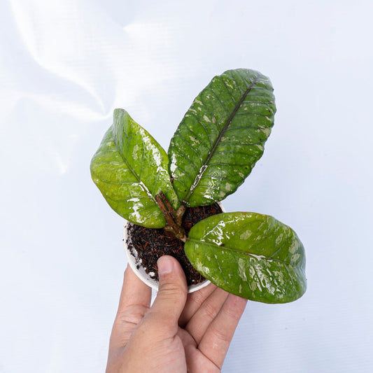 Hoya Sp Gayo Lues