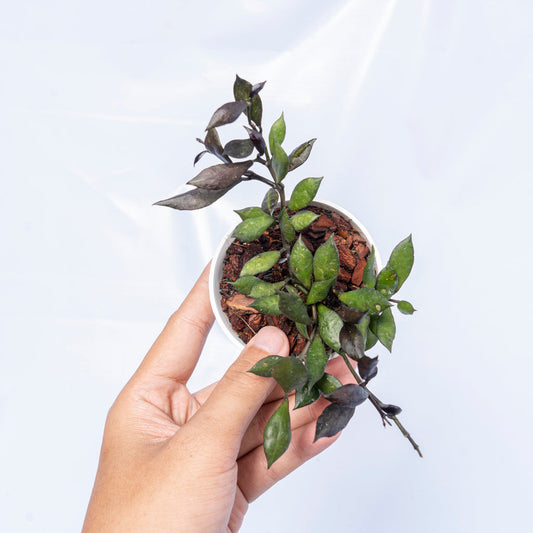 Hoya lacunosa 'Black Small Leaf'