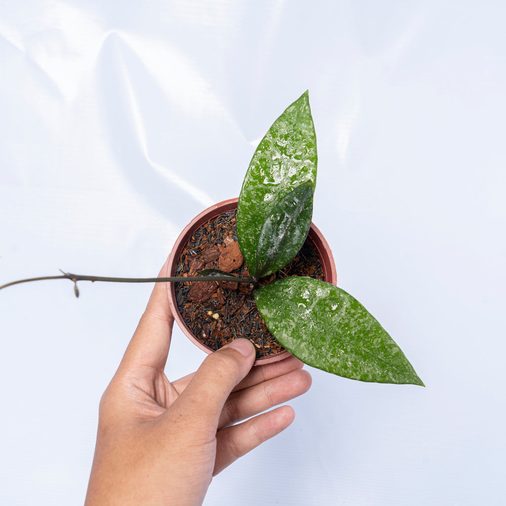 Hoya rundumensis Splash