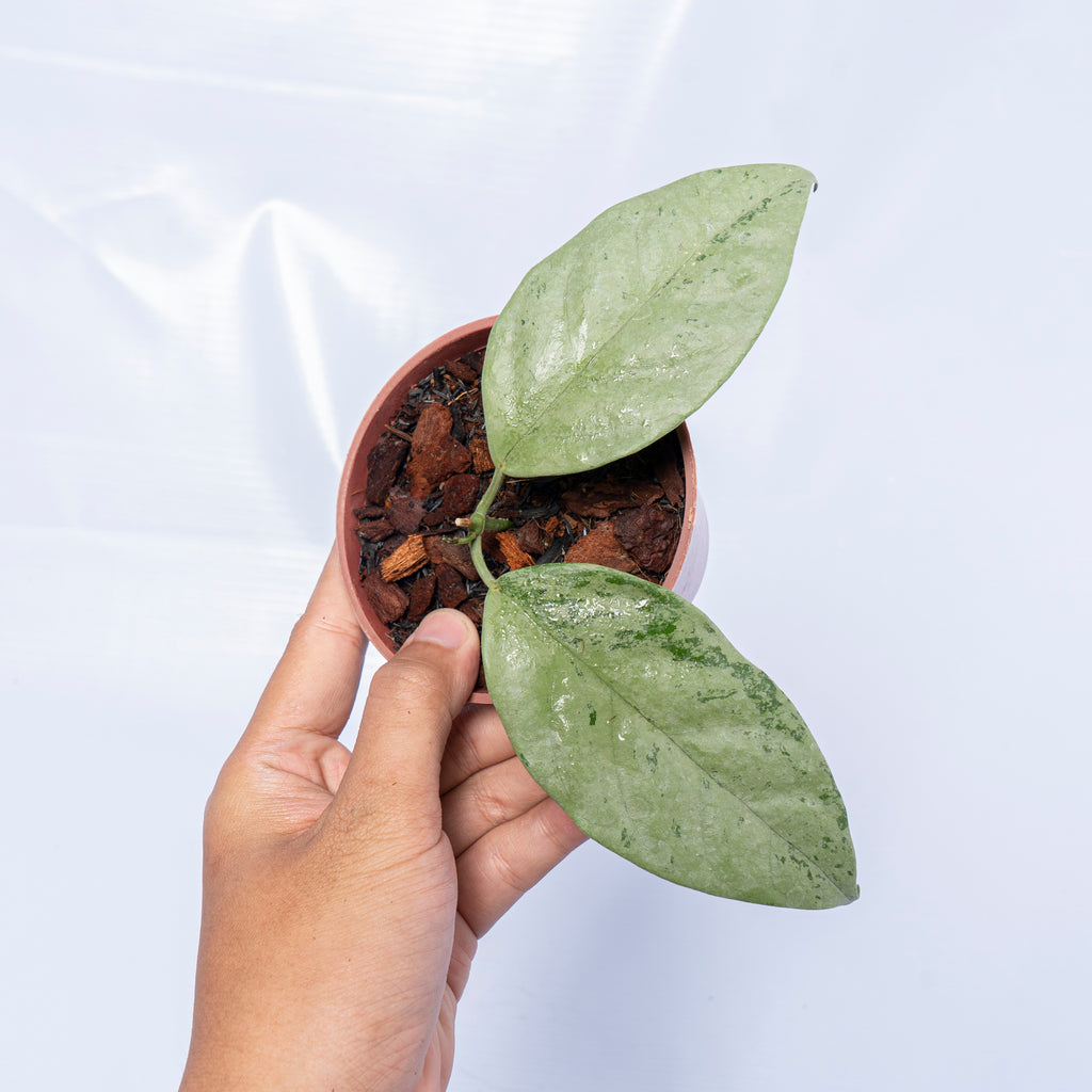 Hoya coriacea 'Silver'