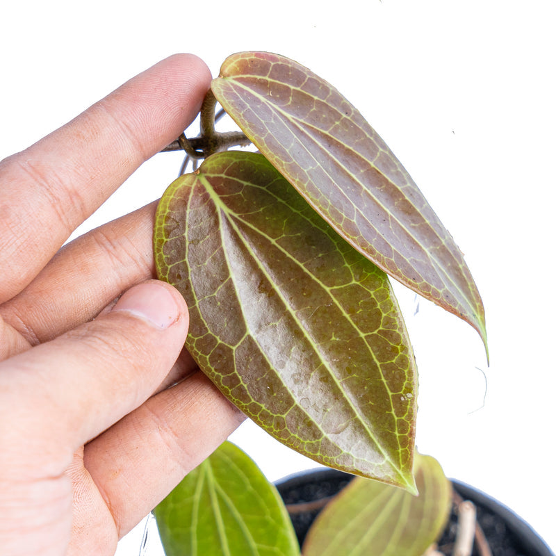 Hoya latifolia Sp. Eban