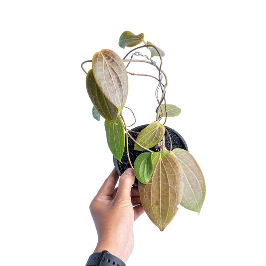 Hoya latifolia Sp. Eban