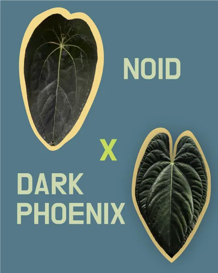 Frø: NOID x Dark Phoenix