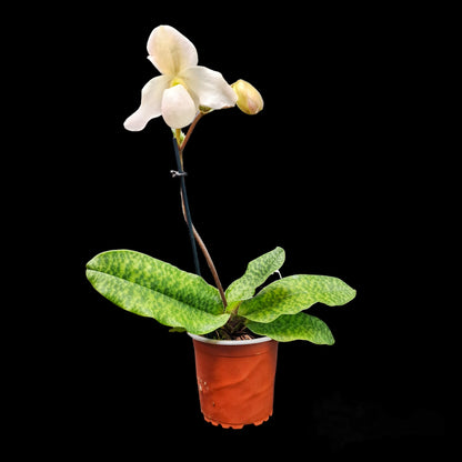 Paphiopedilum 'Deperle' (primulinum x delenatii)