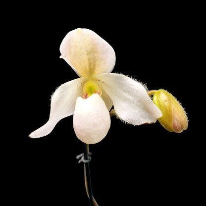 Paphiopedilum 'Deperle' (primulinum x delenatii)