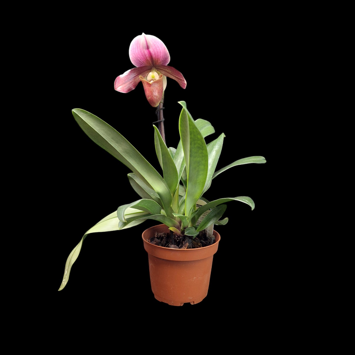 Paphiopedilum 'Robin Hood'