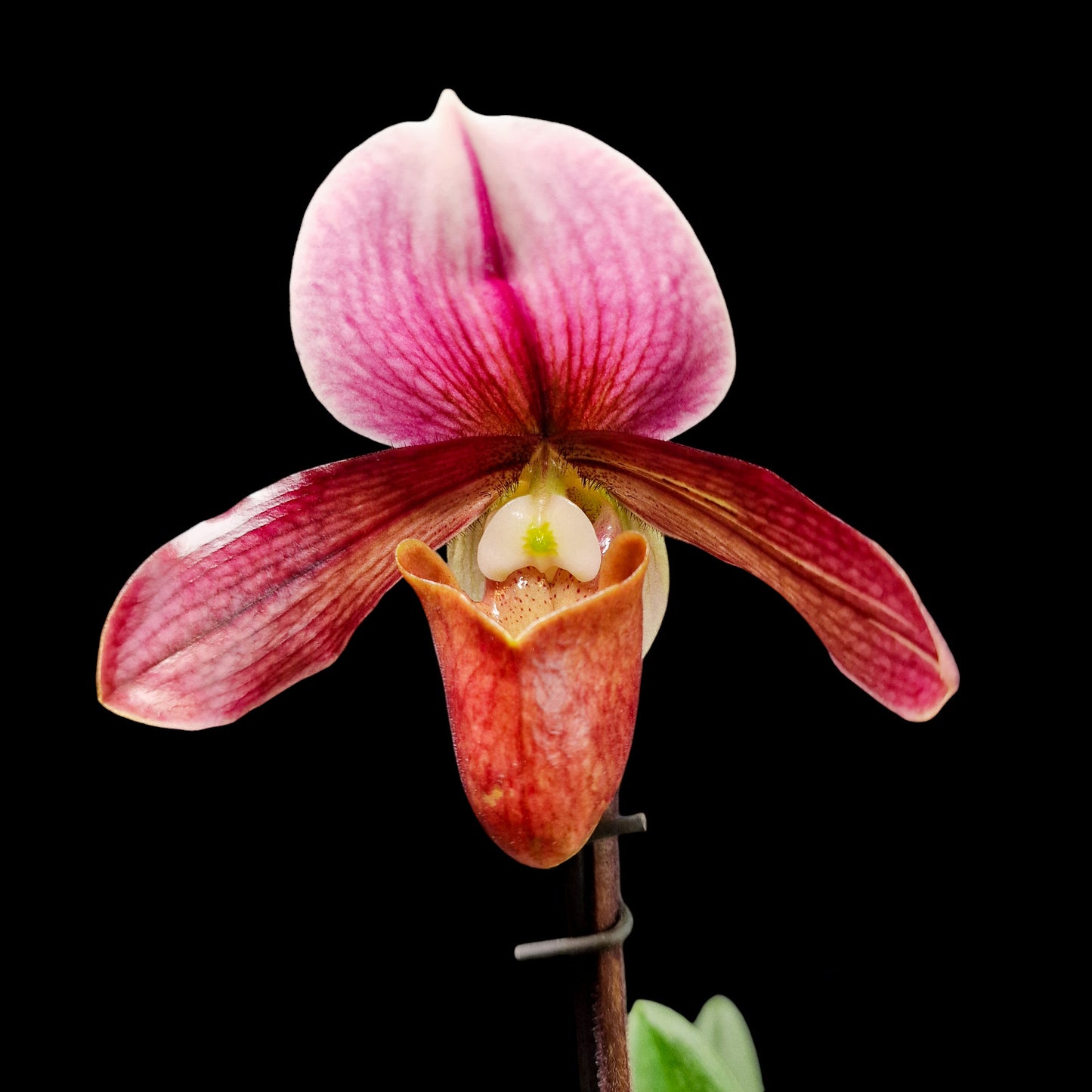 Paphiopedilum 'Robin Hood'