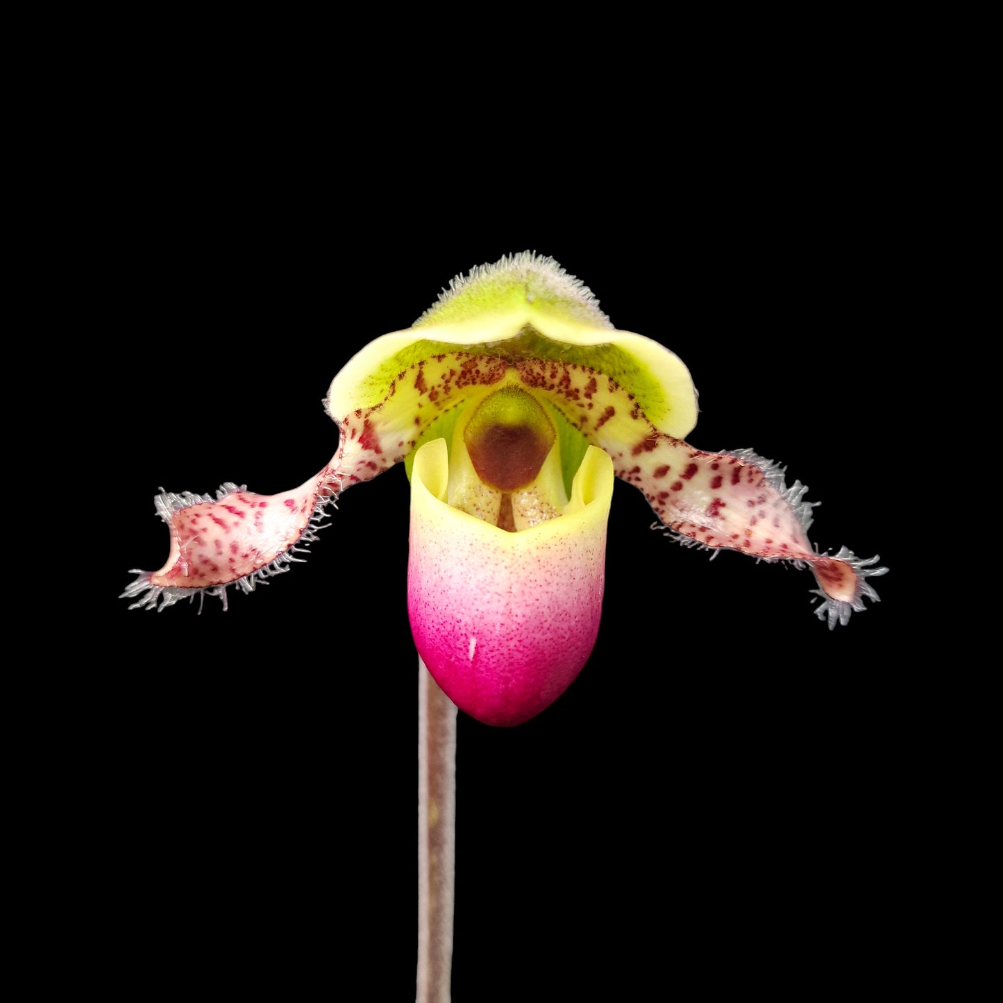 Paphiopedilum Pinocchio