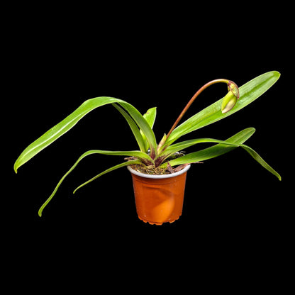 Paphiopedilum spicerianum