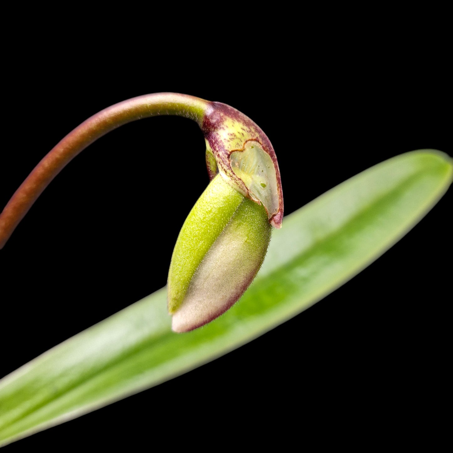 Paphiopedilum spicerianum