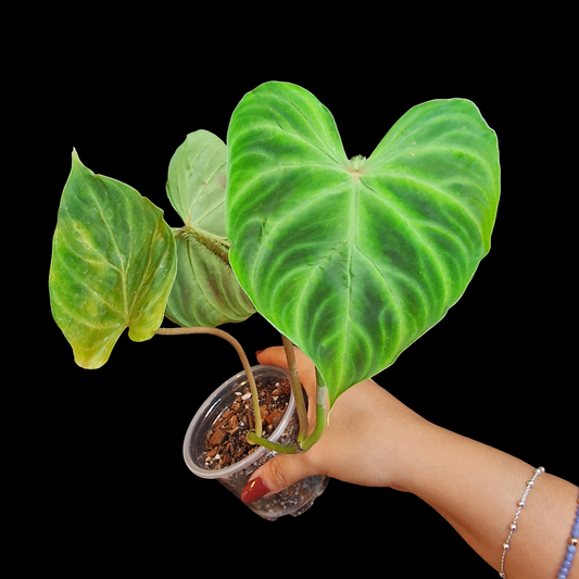 Philodendron verrucosum